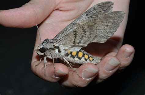 Earth and Space News: Tomato Hornworms Become Five Spotted Hawkmoths ...