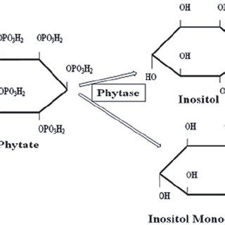 1 Phytic acid hydrolysis by phytase enzyme | Download Scientific Diagram