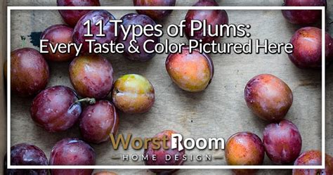 11 Types of Plums: Every Taste & Color Pictured Here - Worst Room