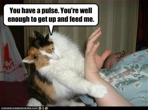 funny cats, feed me - Dump A Day