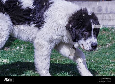 Livestock Guardian Dog, Ciobanesc Romanesc de Bucovina, herding dog of ...