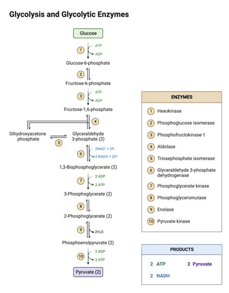 Glycolysis Pathway: From Glucose to Pyruvate - Bút Chì Xanh