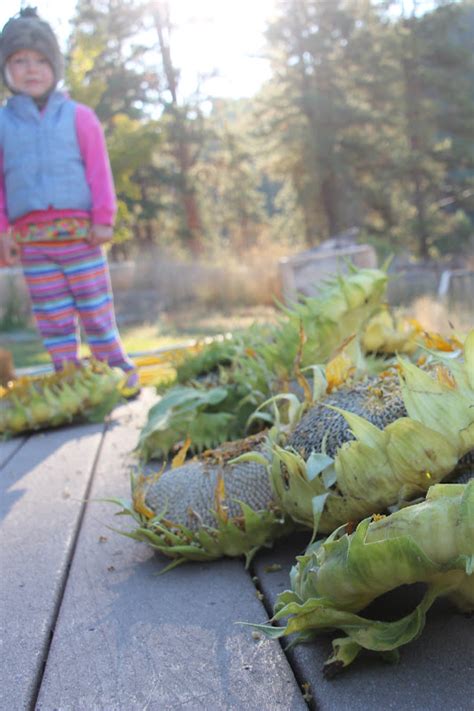 Down by the Creek: Sunflower Harvesting