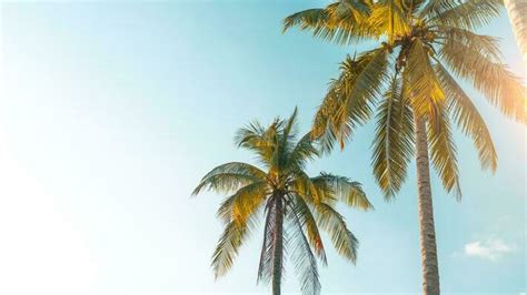 Tropical Summer Stock Photos, Images and Backgrounds for Free Download