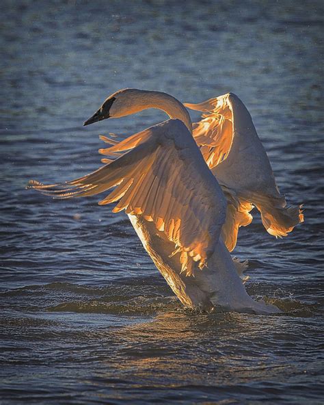 The Trumpeter Swans' Winter Home in Heber Springs, Arkansas - WanderWisdom