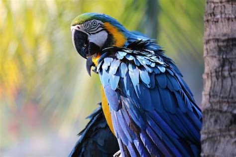 Premium Photo | Close up portrait of colorful blue and yellow macaw parrot