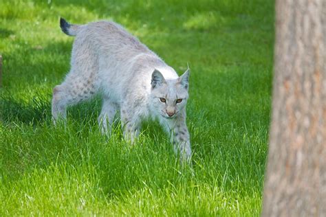 White lynx - a photo on Flickriver