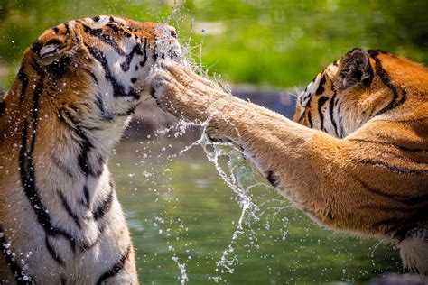 Two adult tigers at play in the water - Tora Writing