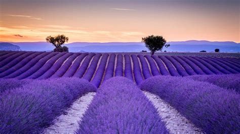 France, Lavender, Field | Lavender fields, Landscape, Lavender fields ...