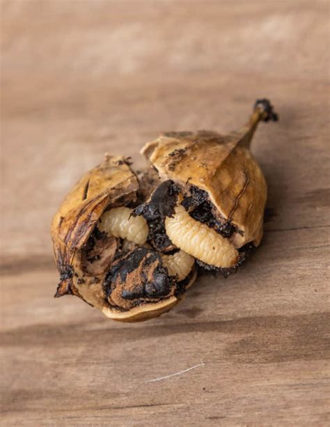 Shagbark Hickory Nuts: Harvesting, Cracking and Cooking