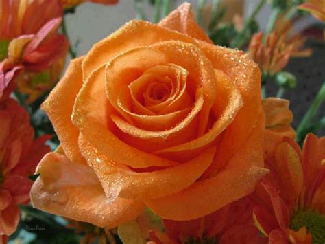 Most Beautiful Orange Colour Roses - Hd Wallpapers For Android, Desktop ...