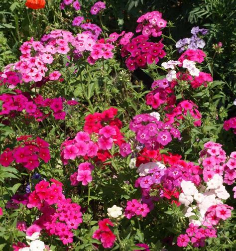 Mixed Annual Phlox (Phlox drummondii) | Applewood Seed Company