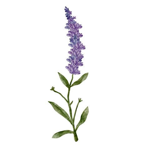 watercolor lavender flower clip art 16537618 PNG