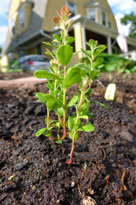 Less Noise, More Green: Edible Landscape Project: Lingonberries