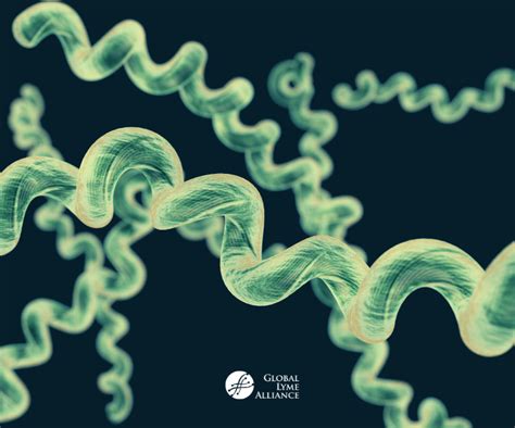 Borrelia Burgdorferi Bacteria Microscope