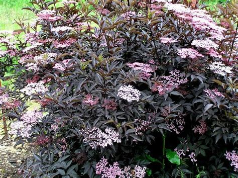 Sambucus 'Black Beauty®' Elderberry 8" Pot - Hello Hello Plants