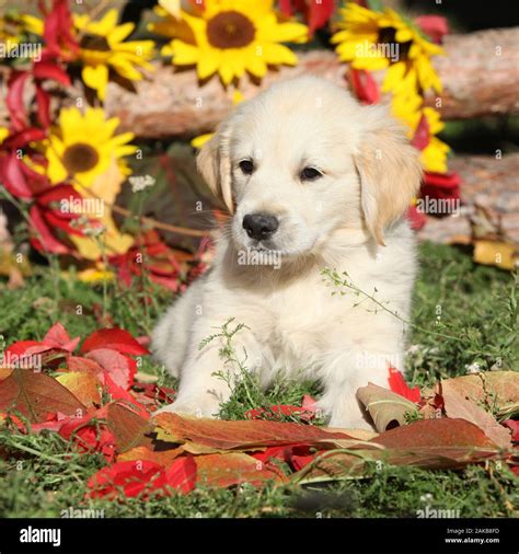 Autumn Golden retriever lying in the leaves Stock Photo - Alamy