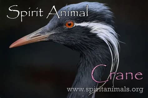 Crane Spirit Animal – Meaning and Interpretations - Spirit Animals