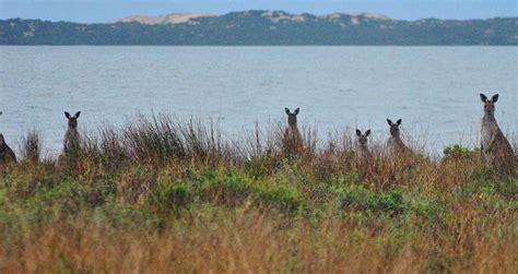 Coorong National Park Wildlife South Australia