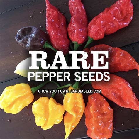 Rare Pepper Seeds – Sandia Seed Company