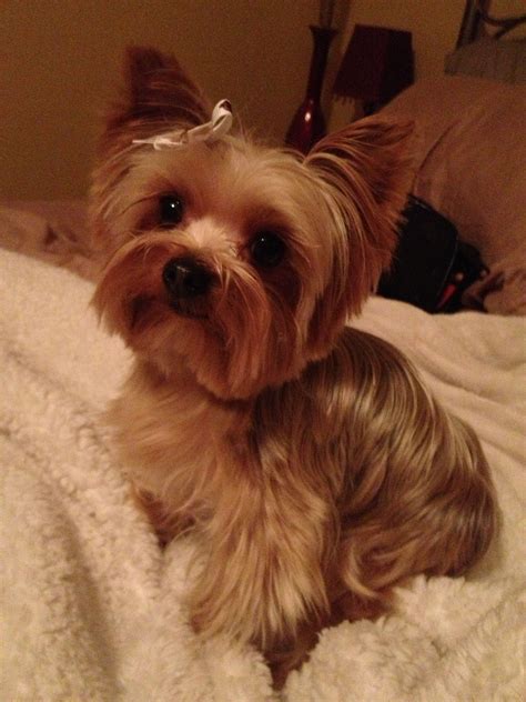 Perfect Yorkie Haircut Teacup Yorkie, Yorkie Puppy, Poodle Puppy, Mini Yorkie, Teacup Puppies ...