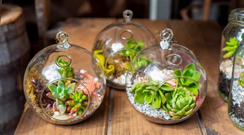 Choose the Best Plants For Your Terrarium – Bloombox Club