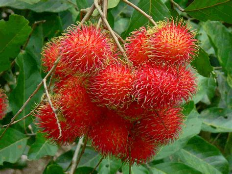 Rambutan Facts, Health Benefits and Nutritional Value