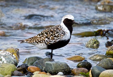 Black-bellied Plover | Audubon Field Guide