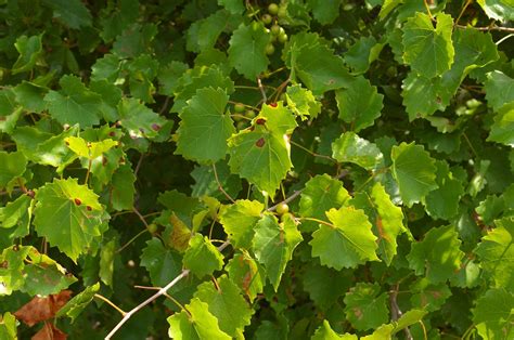 Vitis rotundifolia - Trees and Shrubs Online