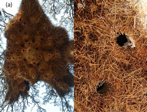 Frontiers | The Large Communal Nests of Sociable Weavers Provide Year ...