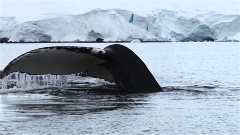 Up Close with Humpback Whales in Antarctica - YouTube