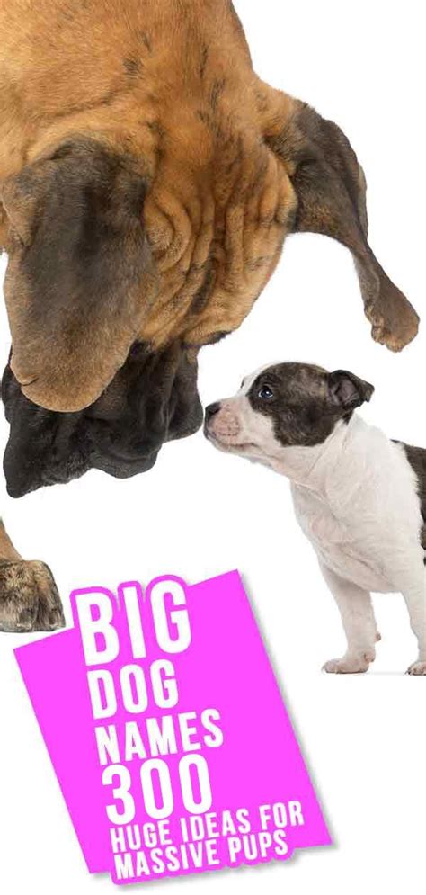 Big Dog Names – 450 Huge Ideas For Male and Female Large Dog Breeds | Big dog names, Dog names ...