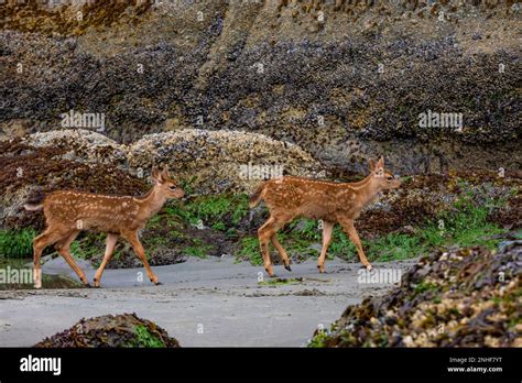 Columbian Blacktail Deer, Odocoileus hemionus columbianus, fawns at low tide at Point of Arches ...