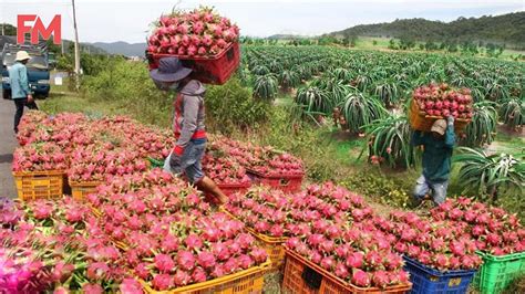 Amazing Modern Dragon Fruit Processing Factory, How To Farming Harvest ...