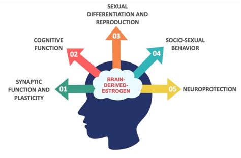 Brain Health and Your Hormones - Solcere