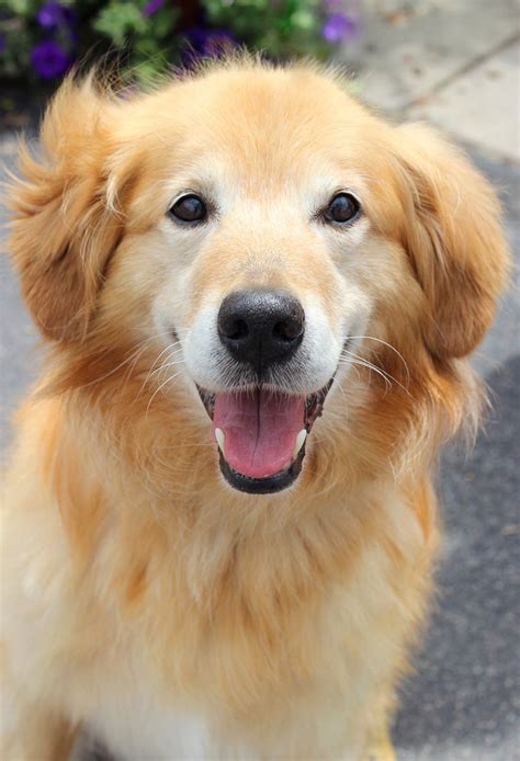 Golden Retriever Rescue Resource - Toledo Dog Adoptions - Page 5 | Golden retriever, Golden ...