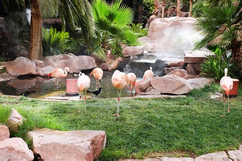 The Wildlife Habitat at Flamingo - Las Vegas Blog - Mitzie Mee