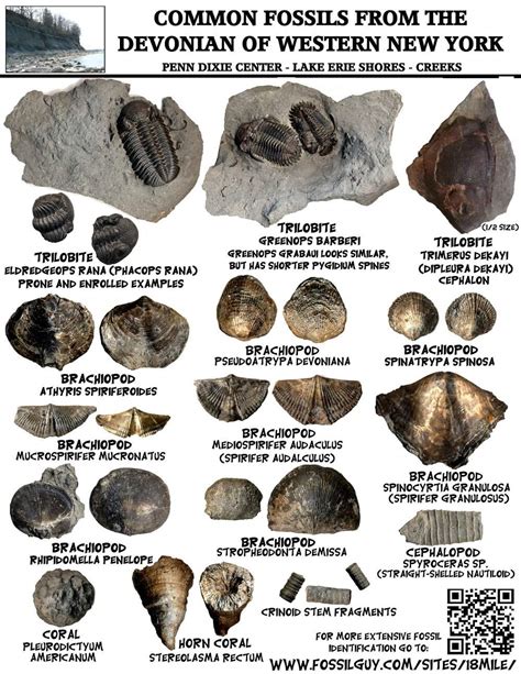 Fossil Identification Sheets - New York, Maryland, Virginia, New Jersey, North Carolina ...