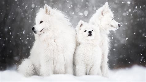 Three Samoyed Cub Dog Puppies Are Sitting On Snow In Snow Falling Background HD Dogs Wallpapers ...