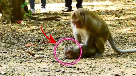 Monkey mating | baby monkey crying louder | - YouTube