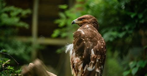 Close up of Golden Eagle · Free Stock Photo