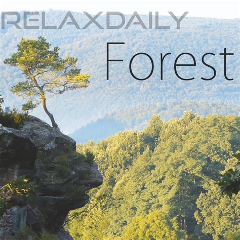 ‎Forest - Album by relaxdaily - Apple Music