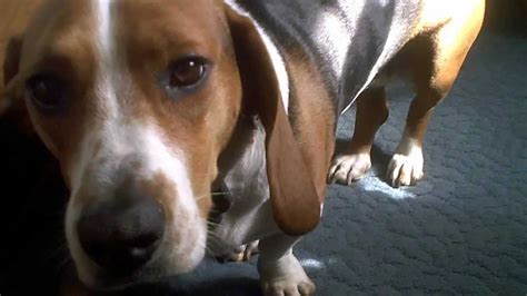 Beagle Basset Hound Mix ~ FUROSEMIDE