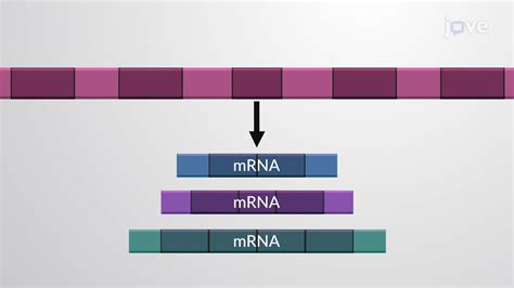 Alternative RNA Splicing: Regulated Splicing of Exons and Introns ...