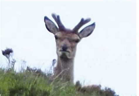 If you ever feeling depressed... look at this angry deer. : r/funny