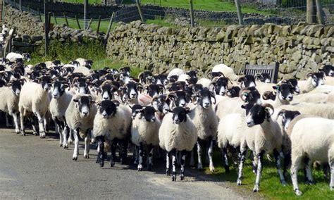 Wildlife in Upper Teesdale – VISIT MIDDLETON-IN-TEESDALE