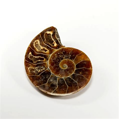 29.75ct. Ammonite Fossil