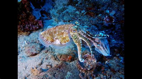 CUTTLEFISH! Camouflage at Richelieu Rock - YouTube