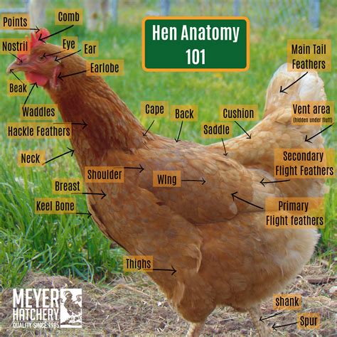 Healthy Hen Anatomy | Meyer Hatchery Blog