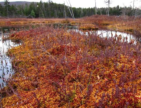 Saratoga woods and waterways: Paddling a Cranberry Bog